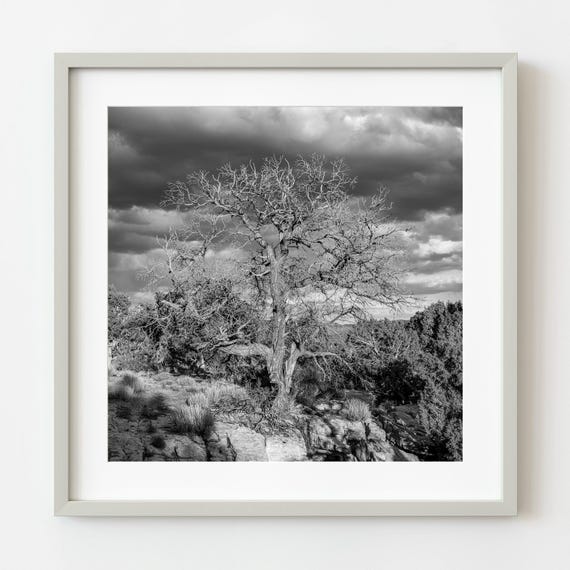 Bare Tree In Monument Valley Wall Art