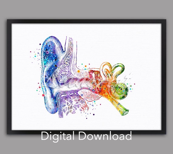 Ear Anatomy Watercolor Print, Inner Ear Structure