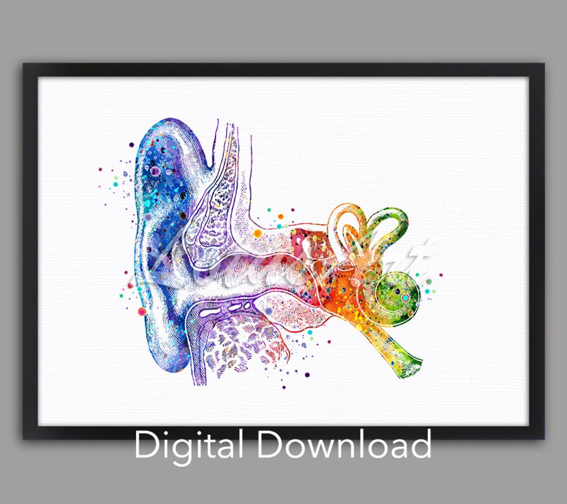 Ear Anatomy Watercolor Print, Inner Ear Structure