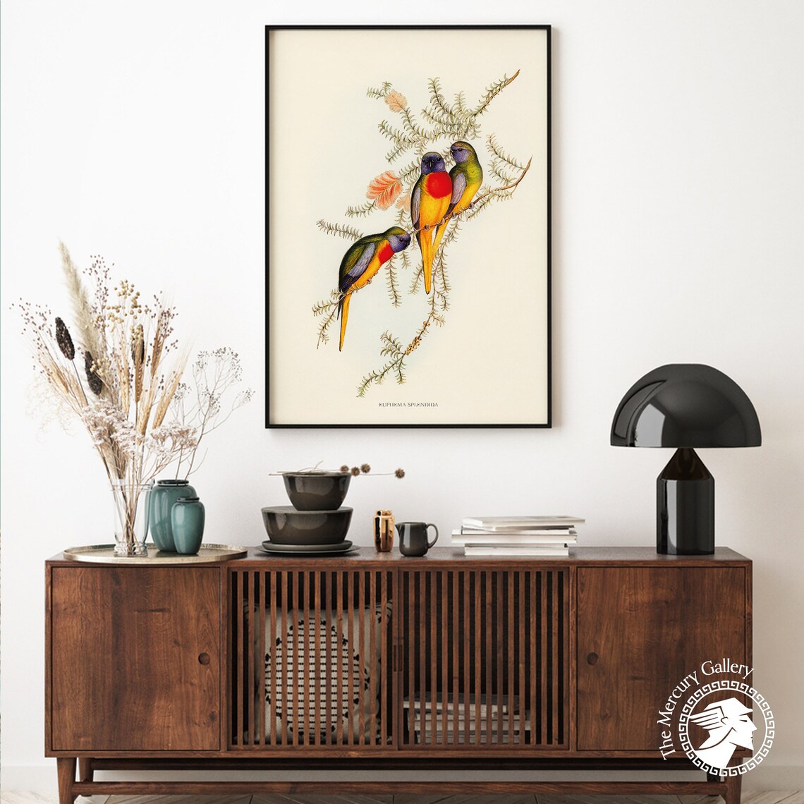 Splendid Grass Parakeet Vintage Australian Bird Illustration Print - Image 3