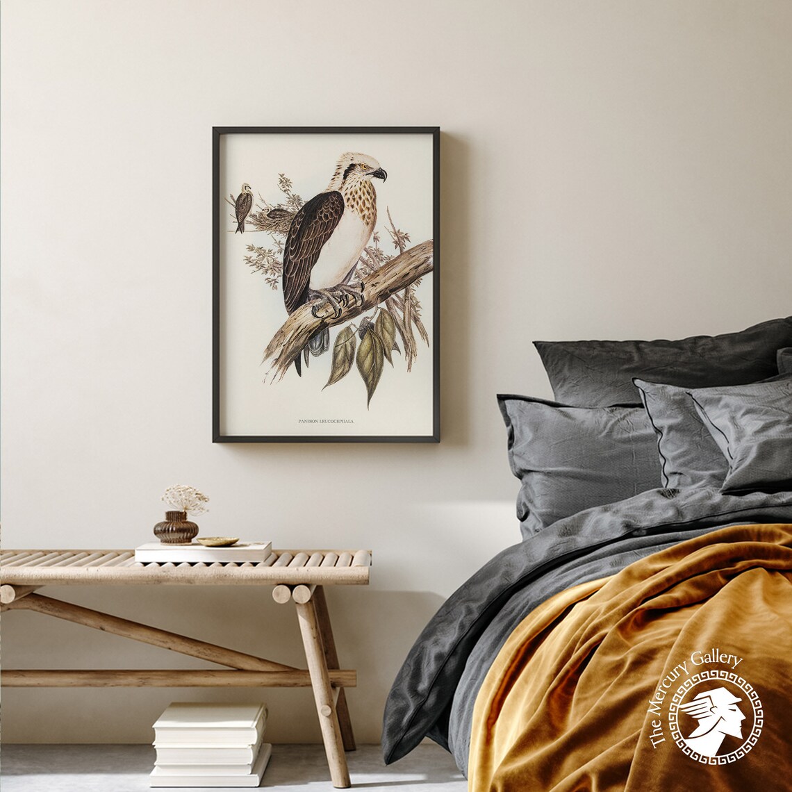 Vintage White-Headed Osprey Antique Bird Of Prey Illustration Print - Image 4