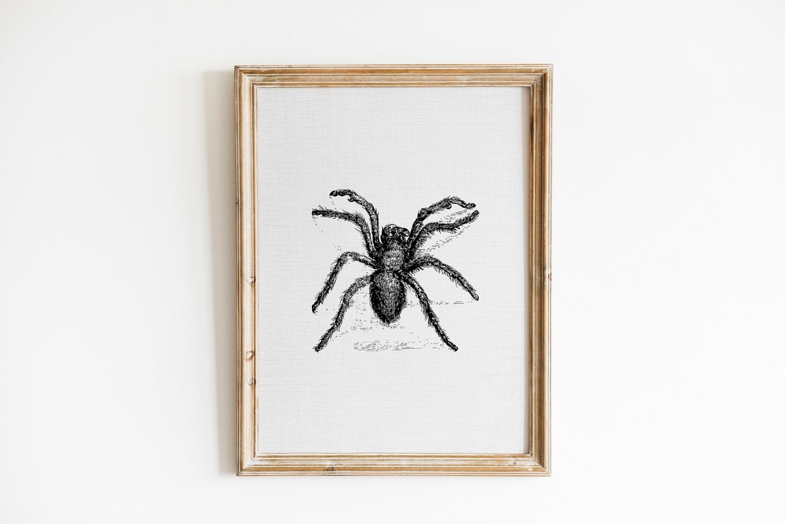 Tarantula Spider Engraving Sketch Vintage Creepy Gothic Wall Art - Image 2