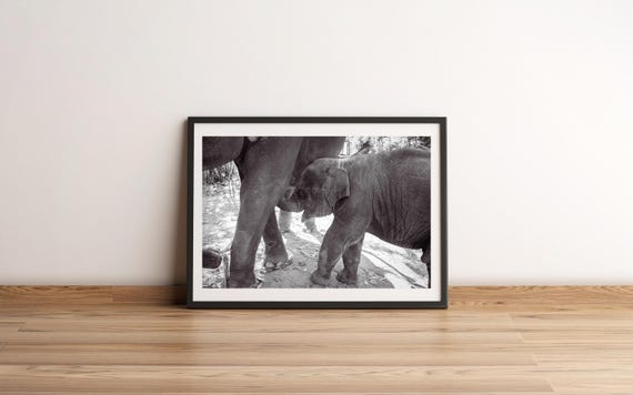 Baby And Mother Elephant Print Chiang Mai Thailand Street Photography Wall Art Gift Asia Travel Bw