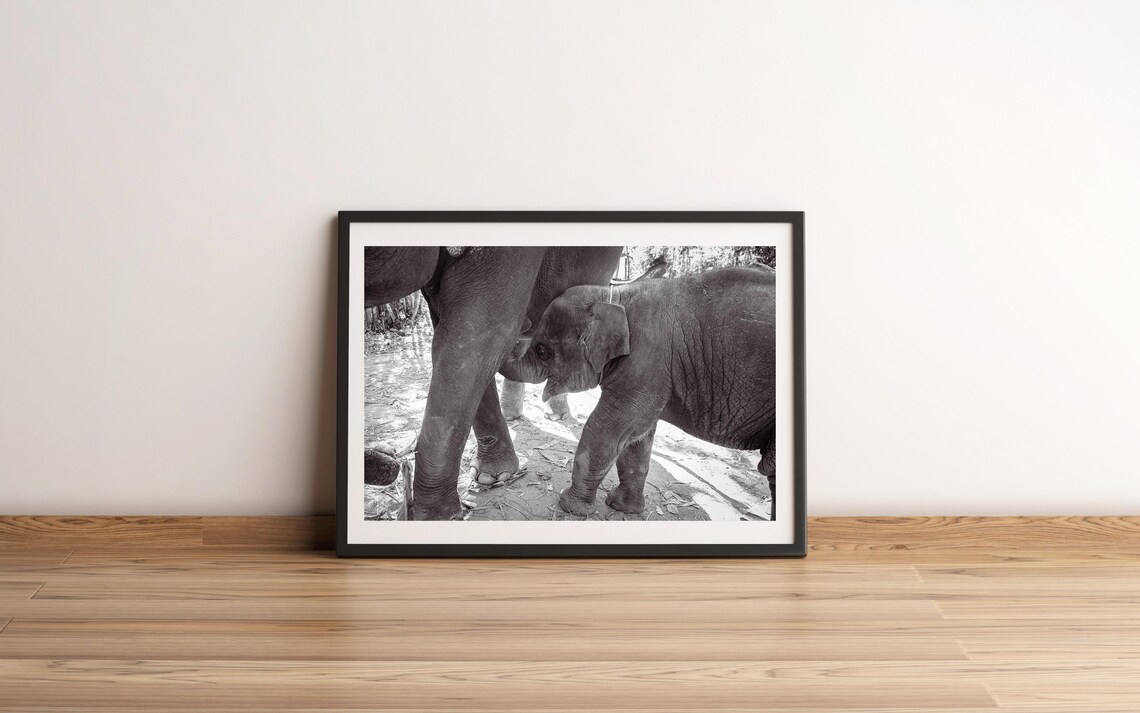 Baby Elephant and Mother Poster Black White Wildlife Photo Tender