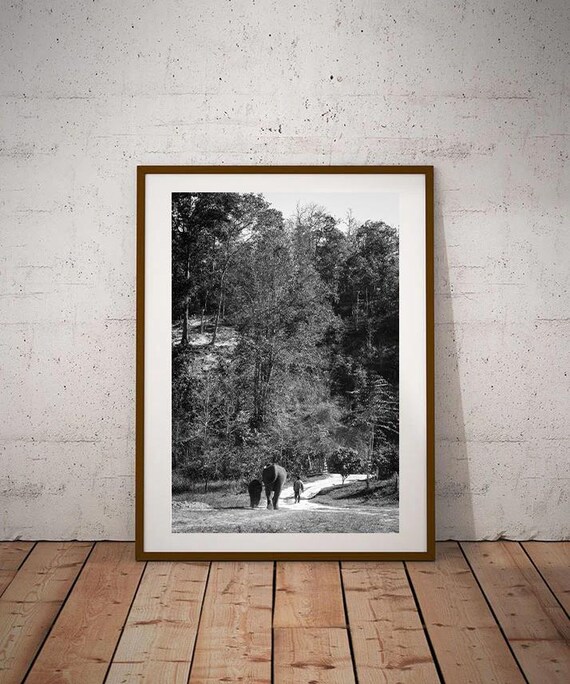 Adult Baby Elephant Chiang Mai Thailand Black And White Street Photography Wall Art Gift Karen Tribe