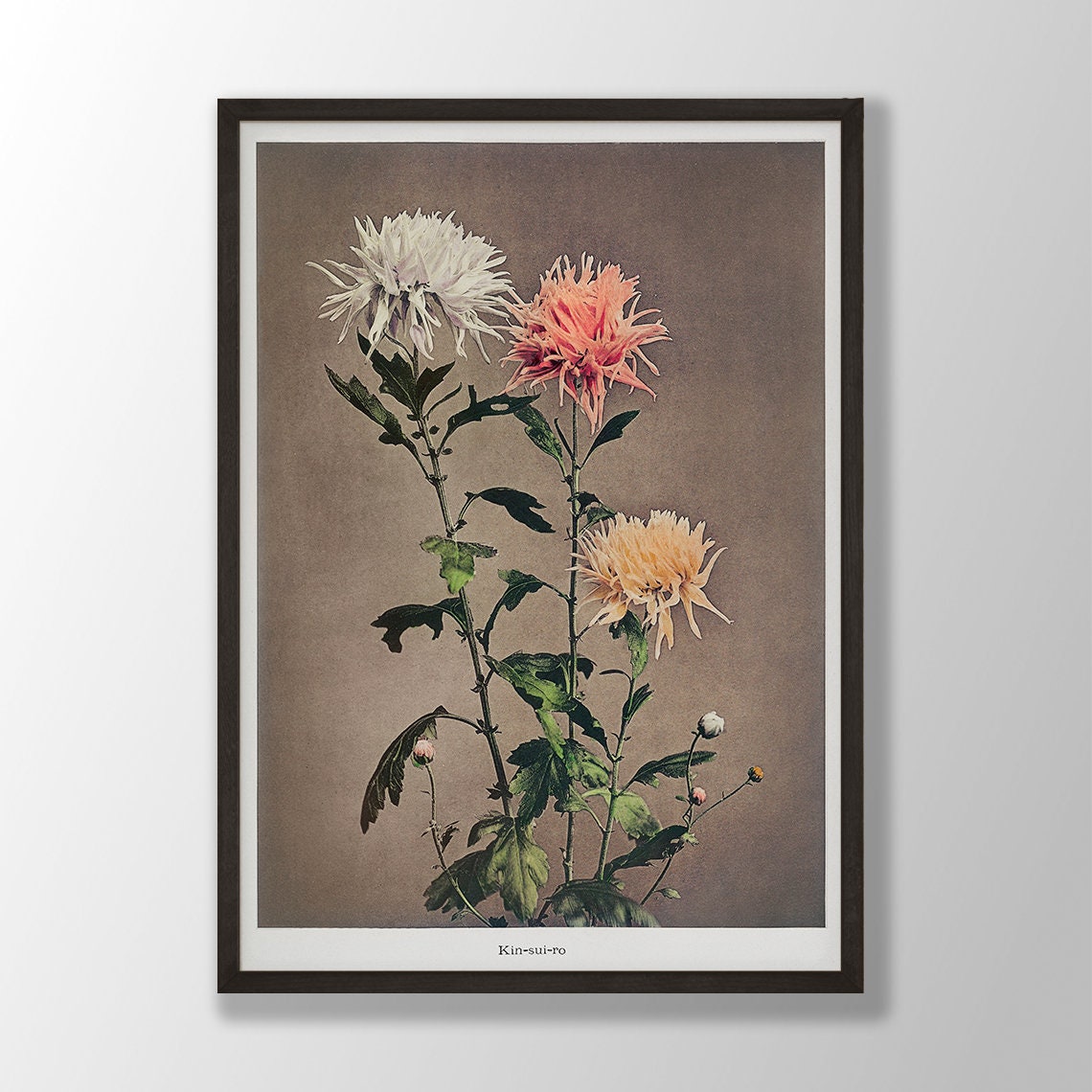 Kin Sui Ro Three Chrysanthemum Blooms Vintage Japanese Art Poster