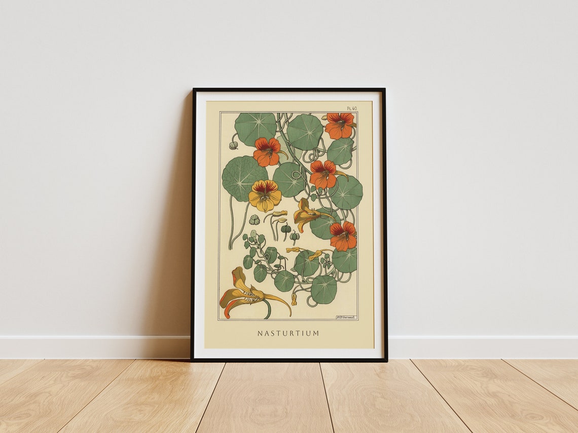 Elegant Nasturtium Flower Vintage Botanical Plate Art Poster