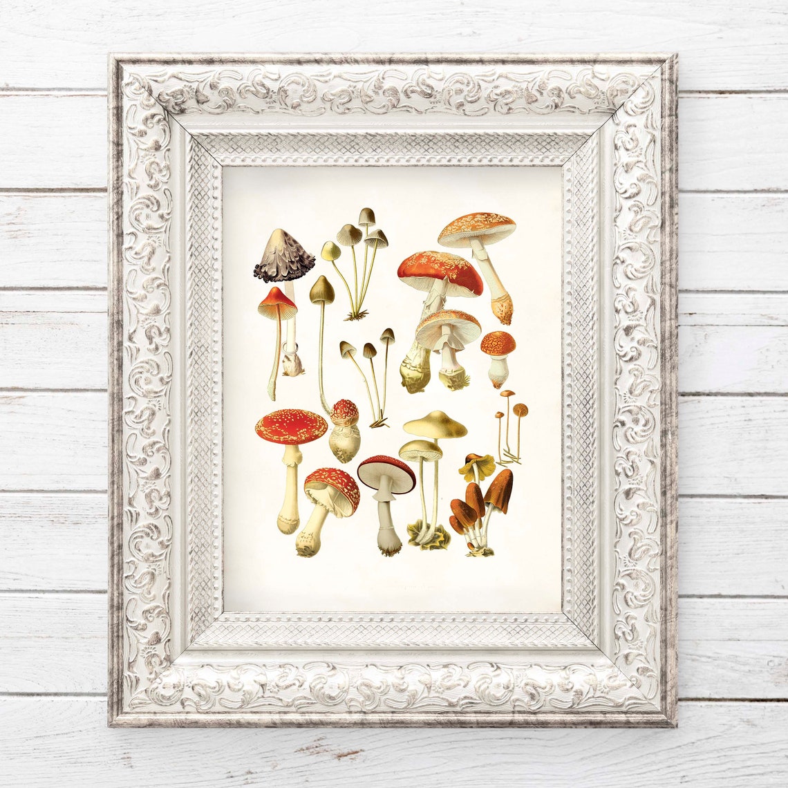 Vintage Mushroom Identification Chart Fly Agaric Mycology Poster - Image 2