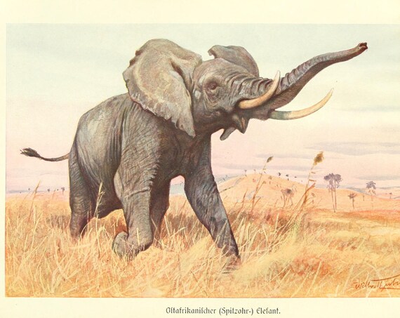 East African Elephant Antique Safari Natural History Animal Poster