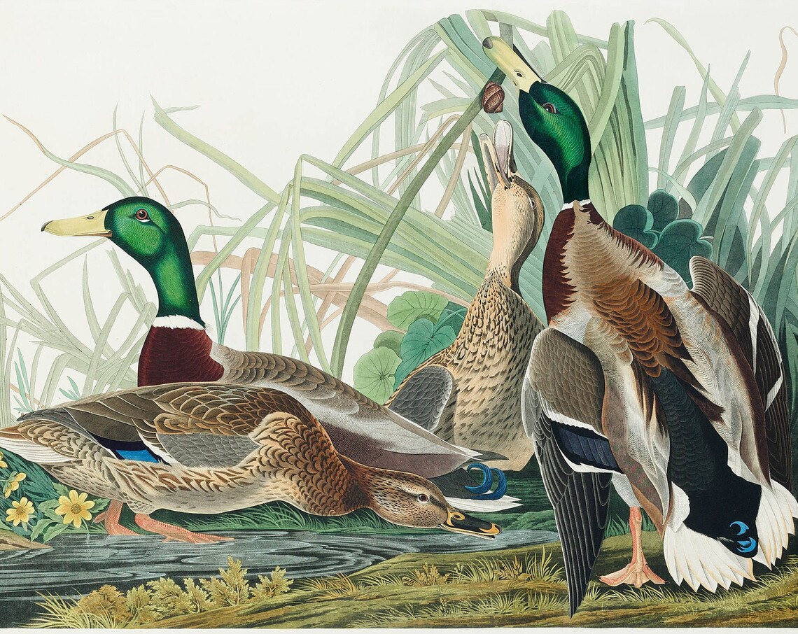 Mallard Ducks Audubon 1827 Birds of America Vintage Artwork Poster