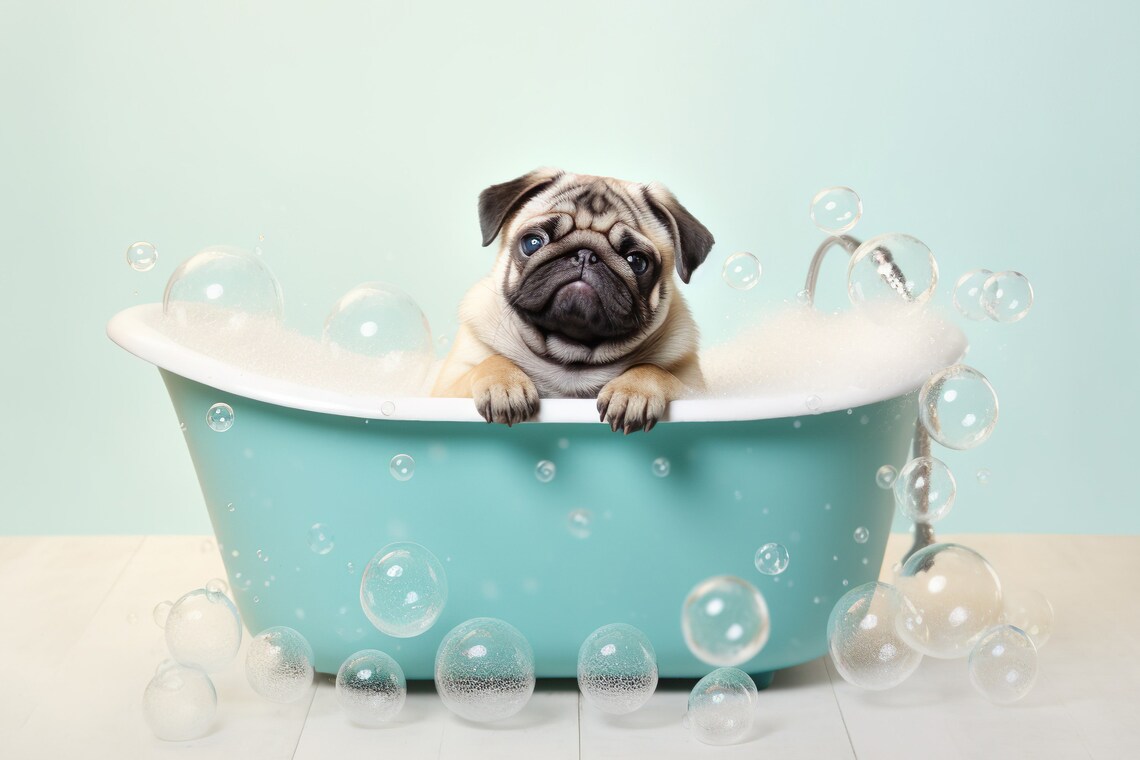 Pug Pup In The Bathtub, Funny Bathroom Art Print
