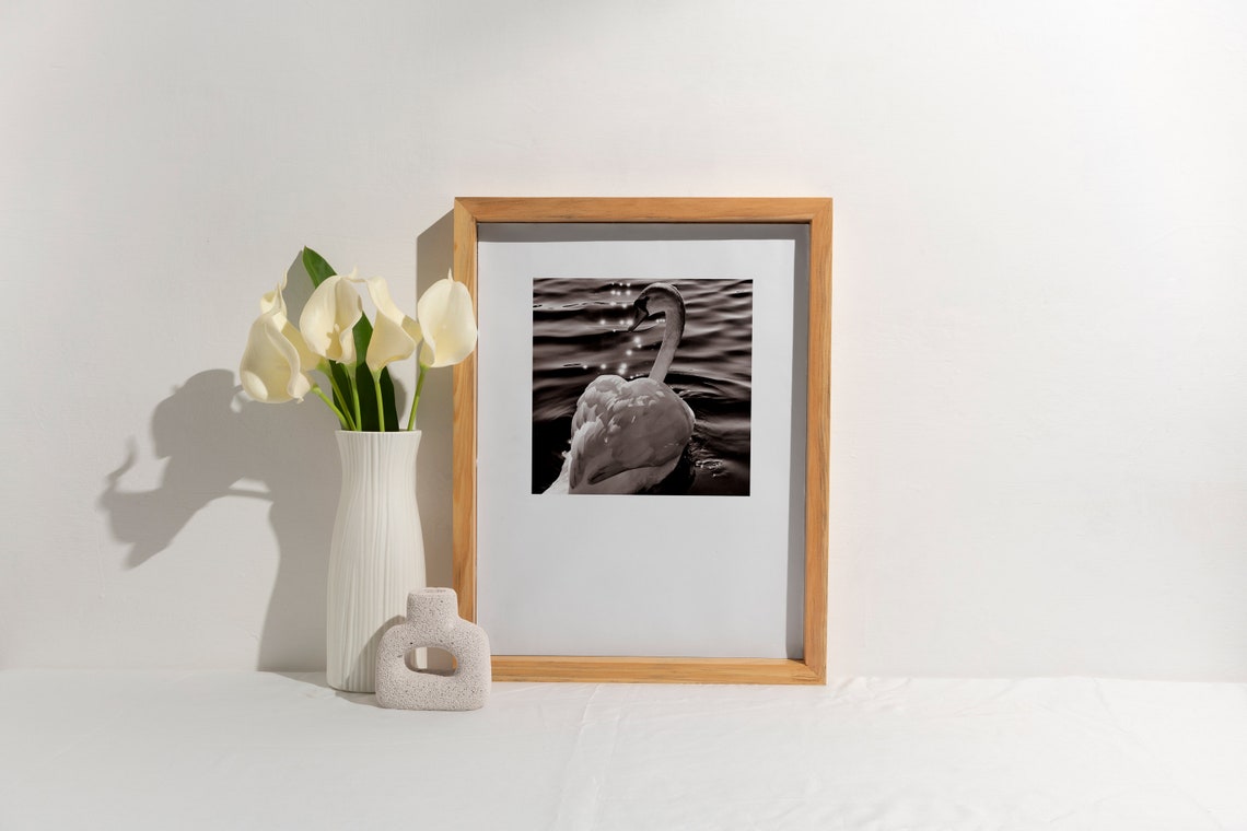 Graceful Black and White Swan Photography Elegant Bird Poster