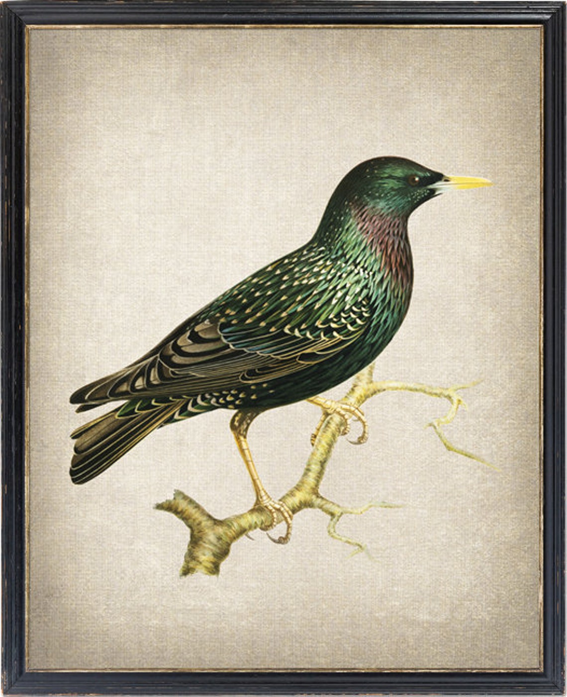 European Starling Vintage Ornithology Bird Illustration Poster