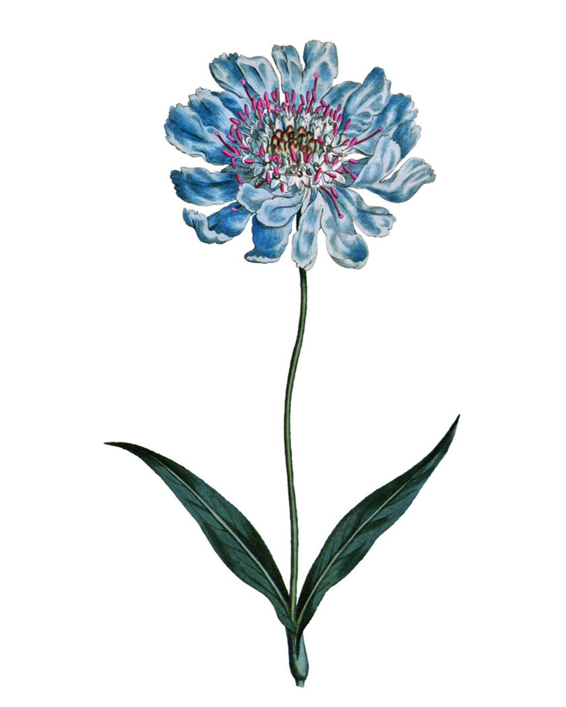Blue Botanical Print, Vintage Pincushion Flower Art - Image 2