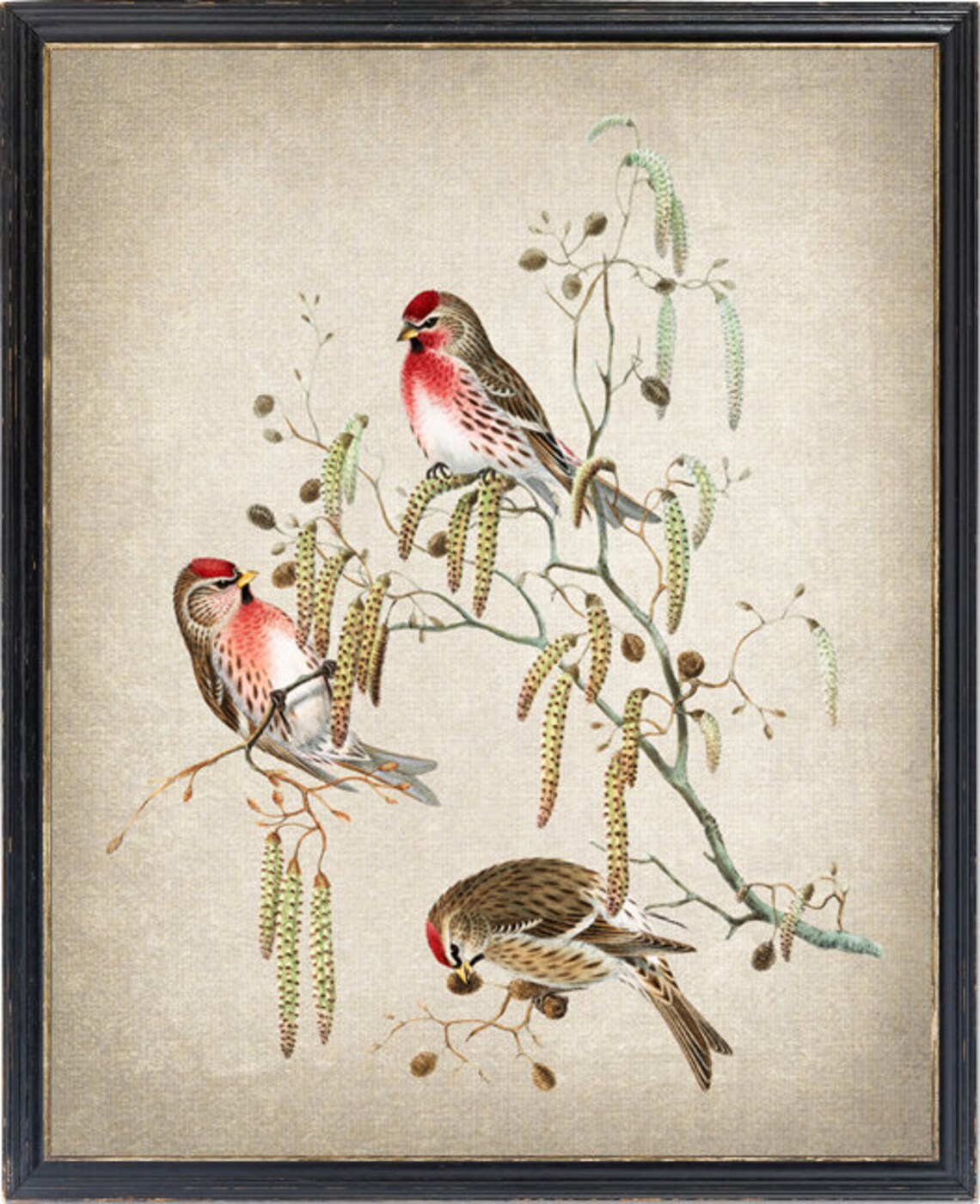 Common Redpoll Trio on Catkins Vintage Bird Illustration Print