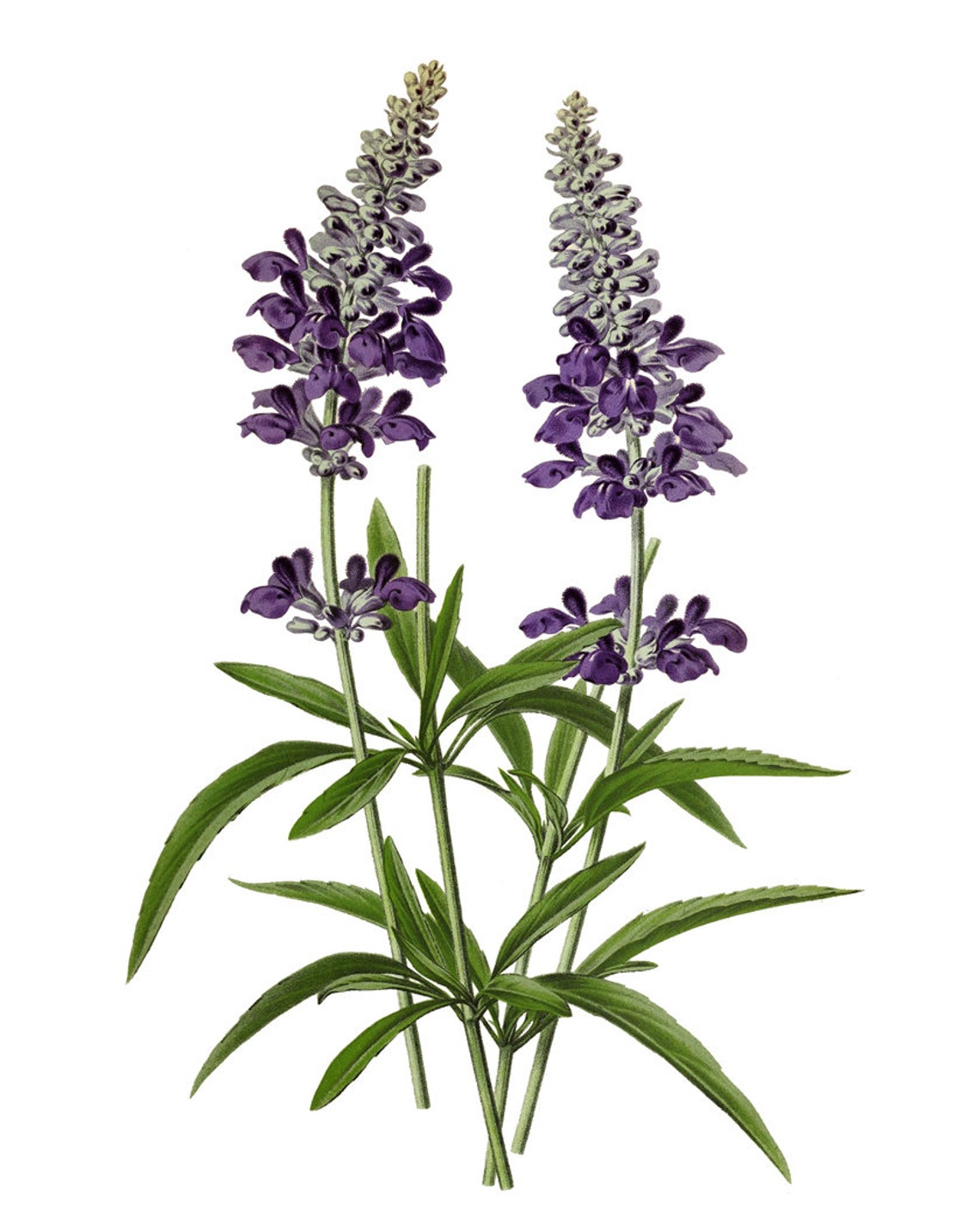 Purple Salvia Flower Spikes Vintage Botanical Illustration Poster - Image 2
