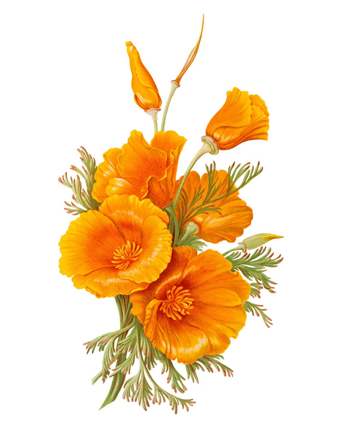 California Poppies Botanical Wall Art Print - Image 2