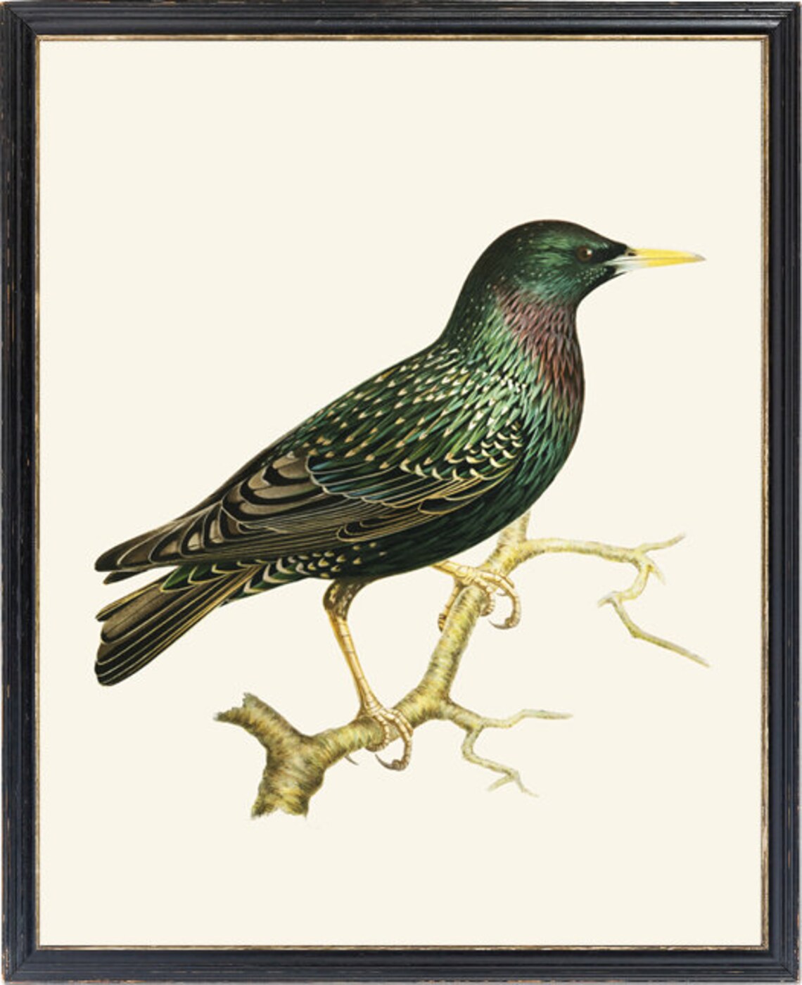 European Starling Vintage Ornithology Bird Illustration Poster - Image 2