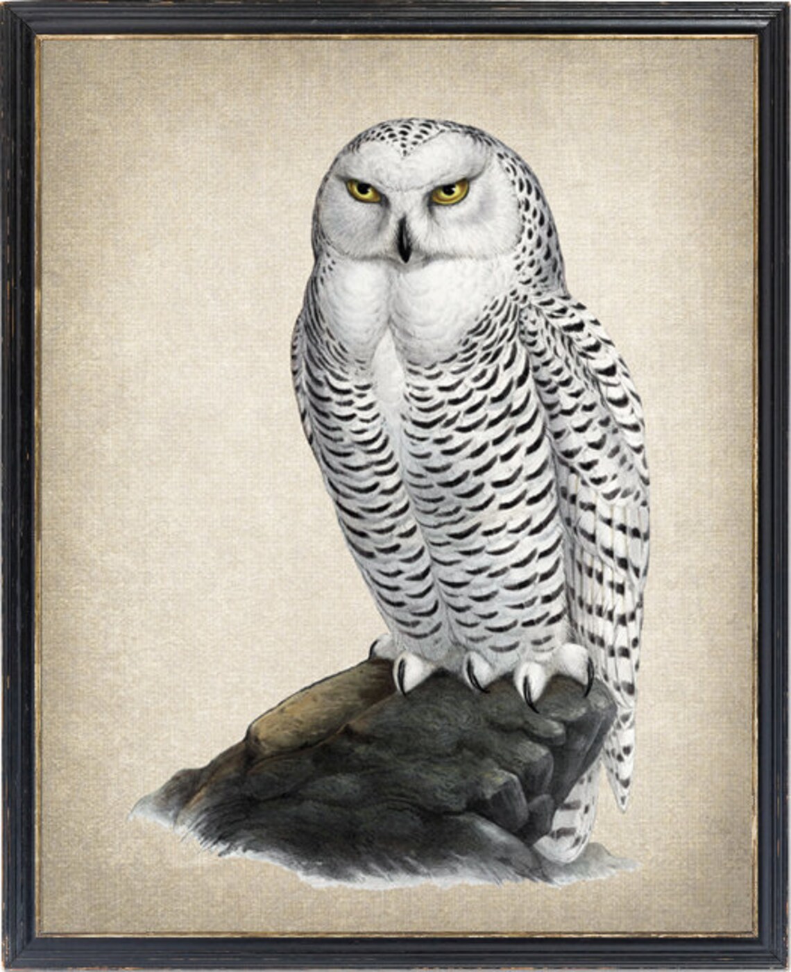 Snowy Owl Vintage Illustration Art Print