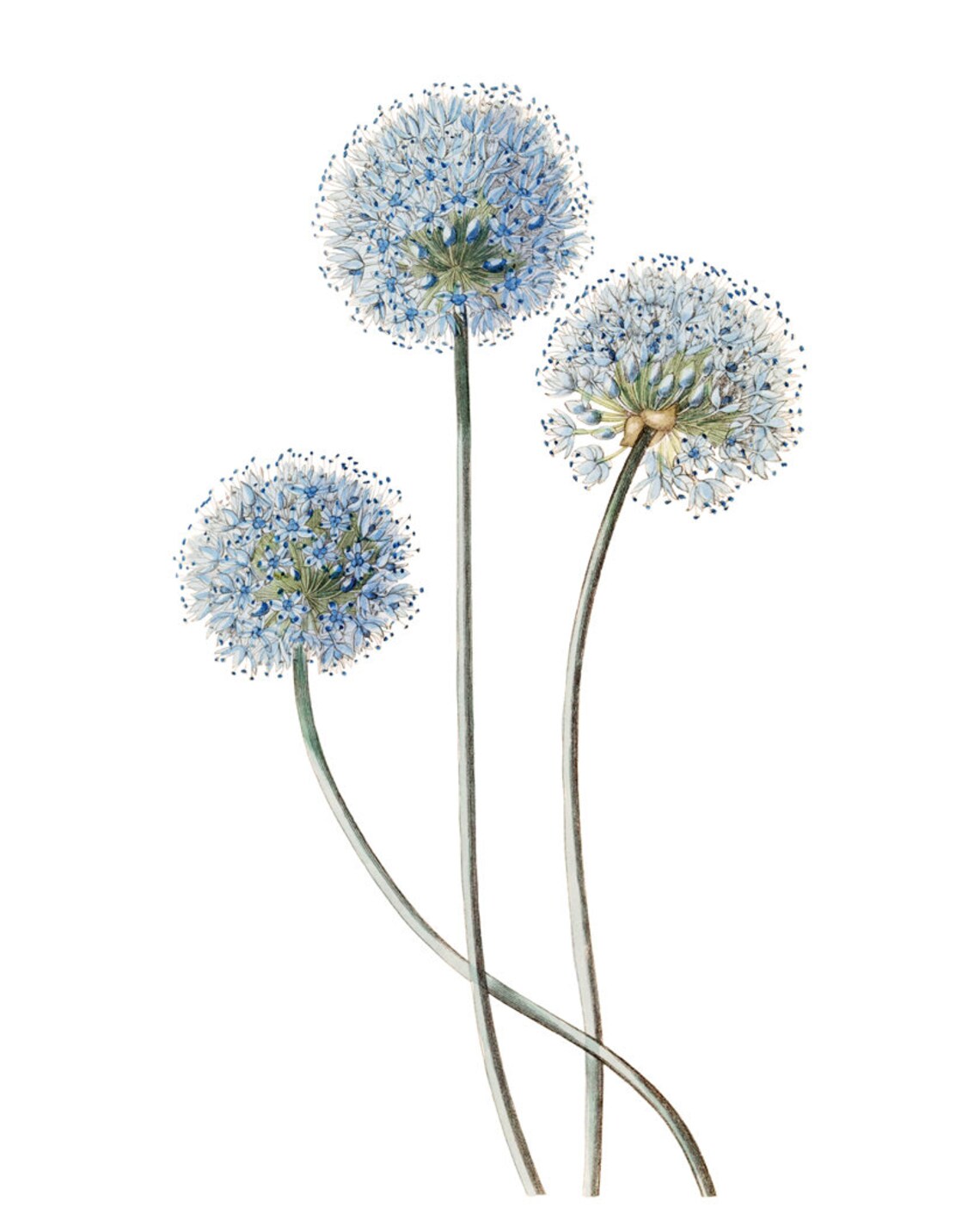 Blue Flowering Allium Caeruleum Vintage Art Print - Image 2