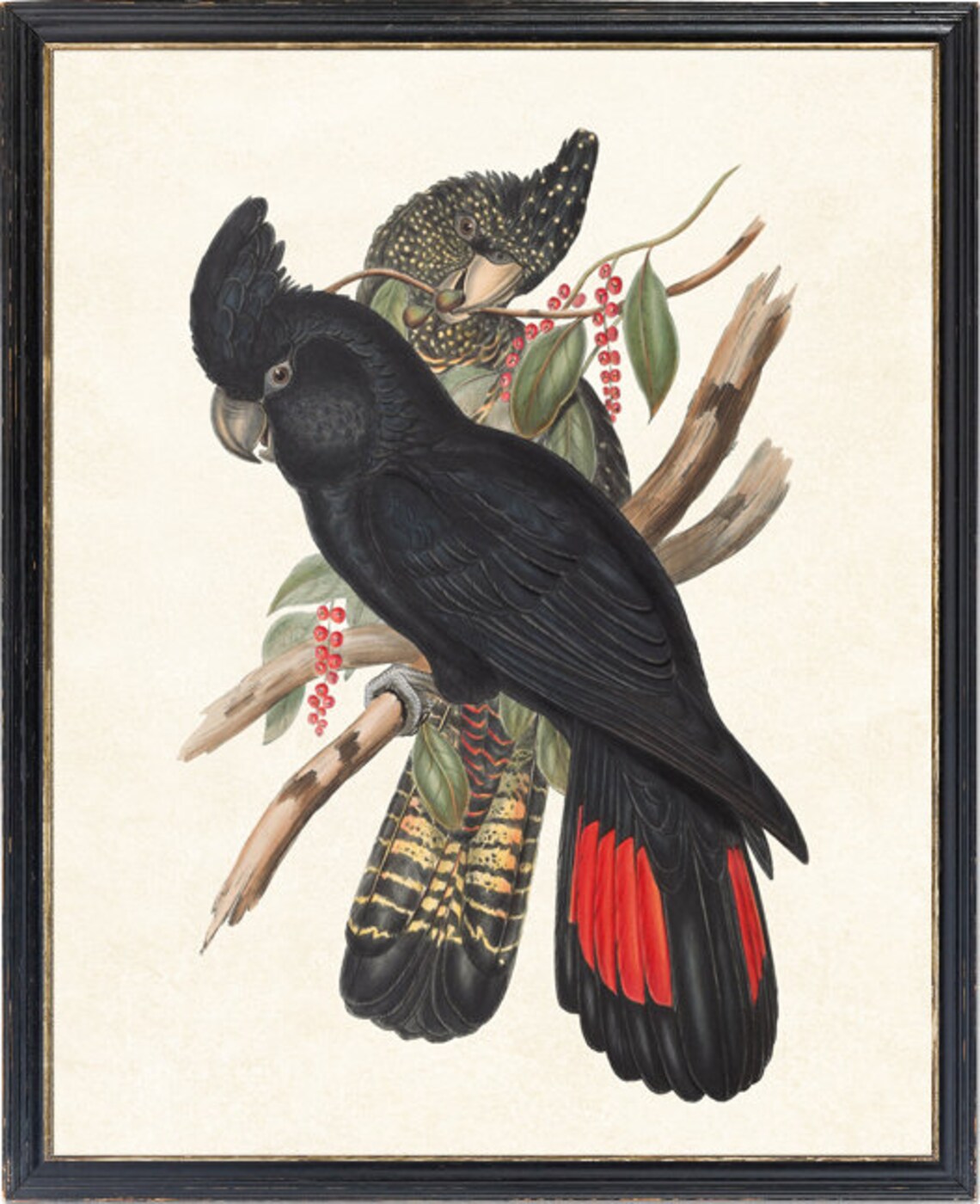 Red Tailed Black Cockatoo Vintage Illustration Art Print - Image 2