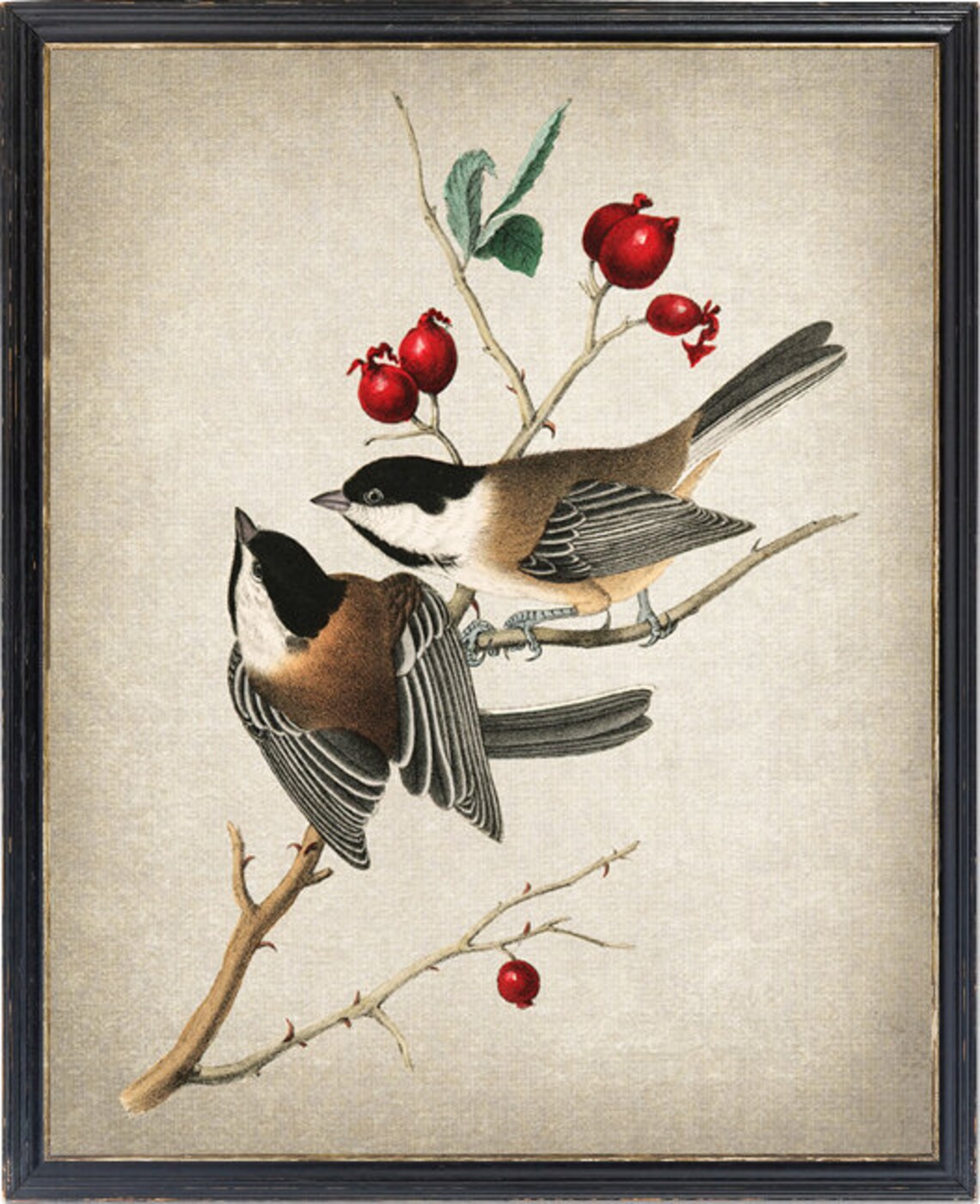 Vintage Bird Illustration Audubon Art Print