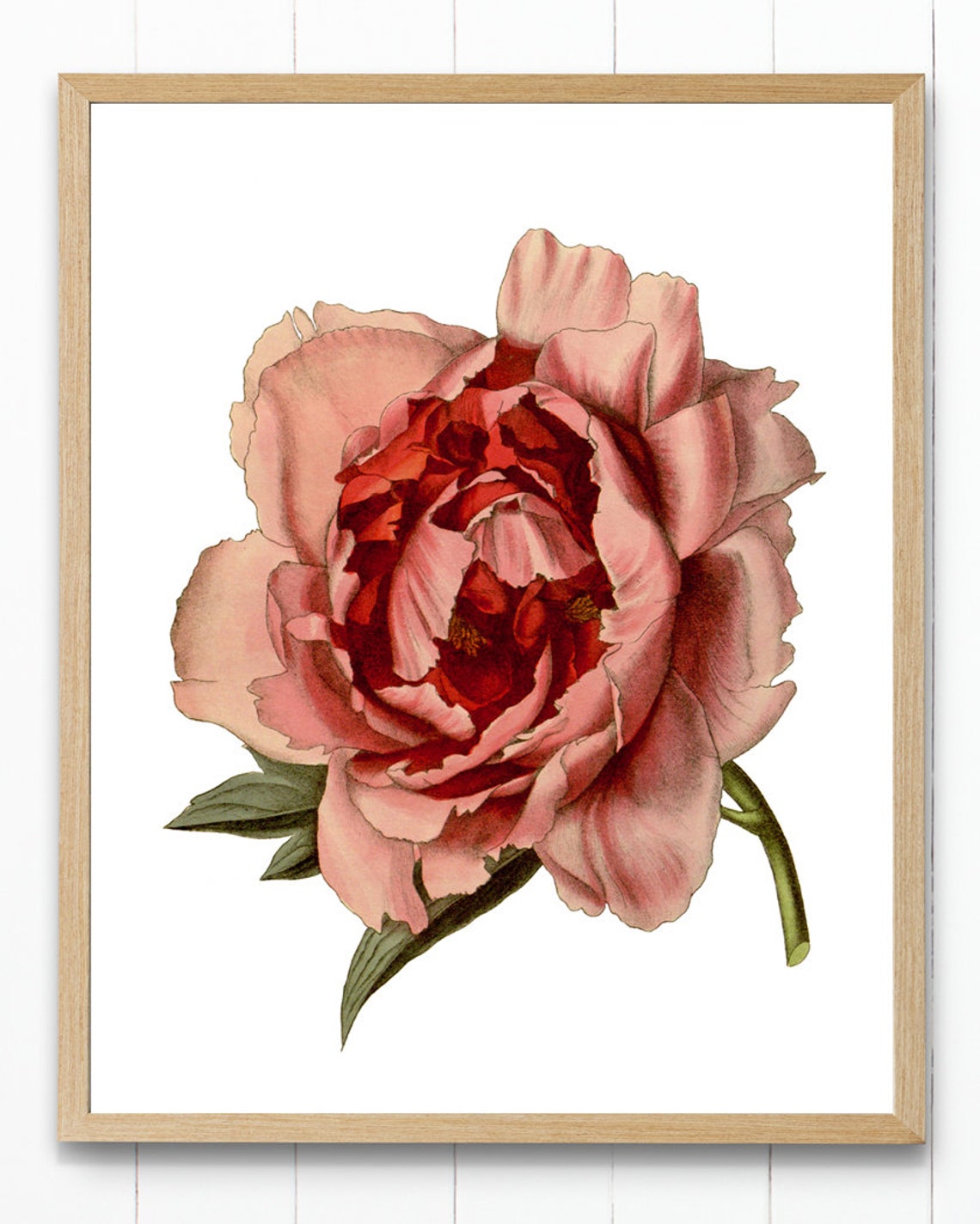 Pink Peony Close Up Antique Botanical Illustration Art Poster - Image 4