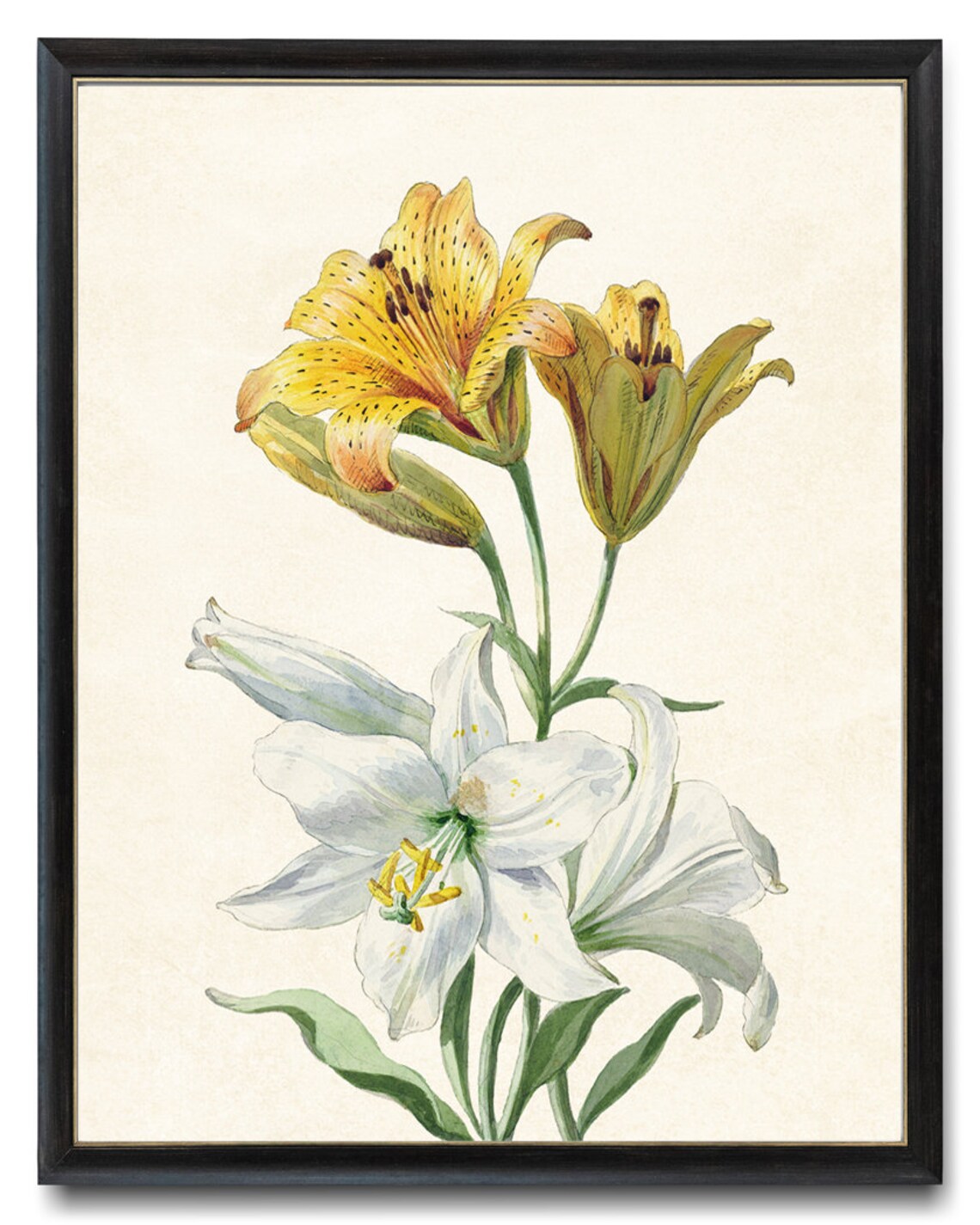 Antique White And Yellow Lilies Botanical Illustration Flower Poster