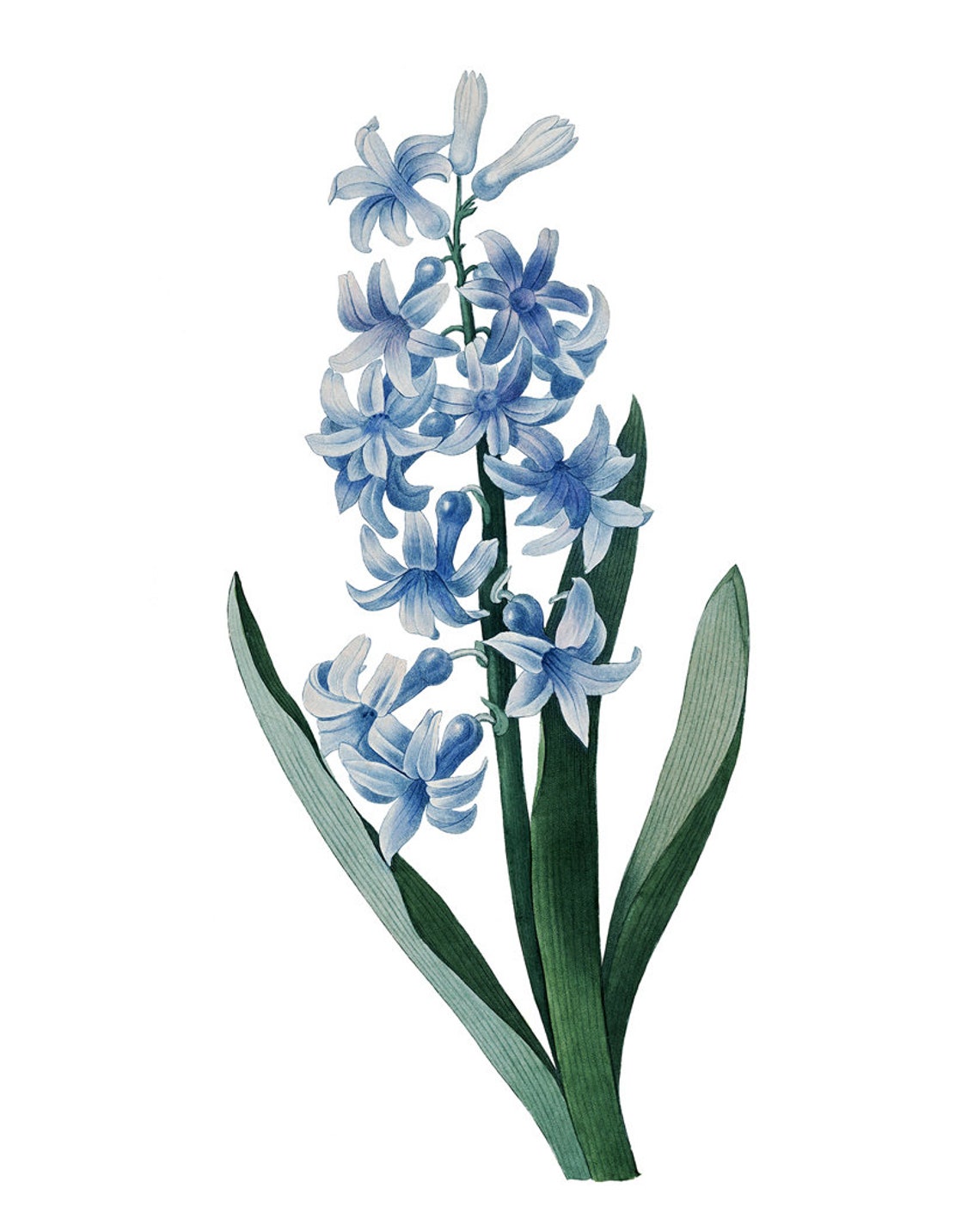 Blue Hyacinth Flower Spike Classic Vintage Botanical Study Poster - Image 2