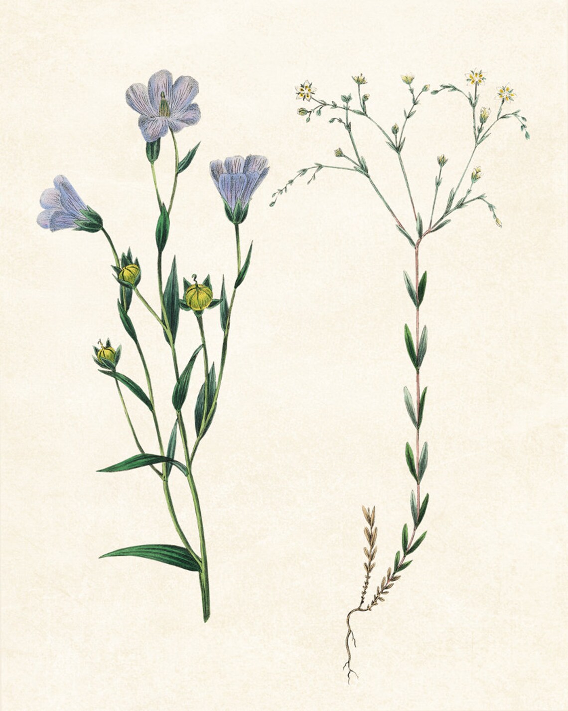 Flowering Flax Vintage Botanical Illustration Art Print - Image 2