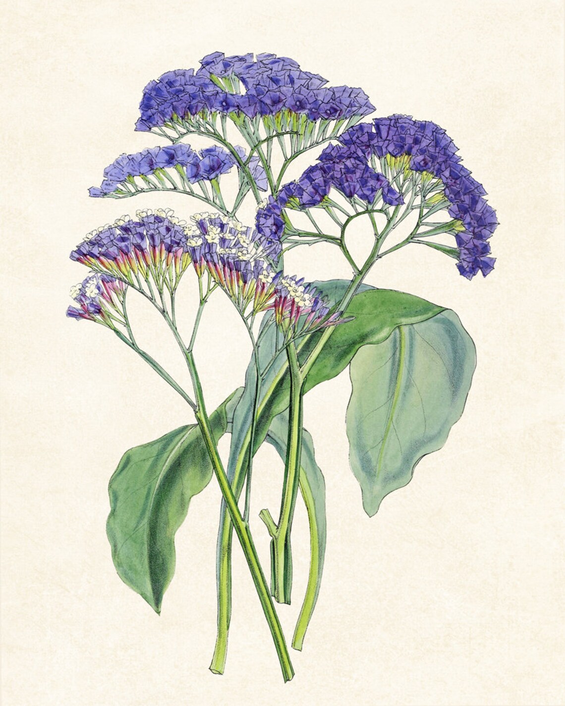 Purple Sea Lavender Wildflowers Vintage Botanical Illustration Poster - Image 4