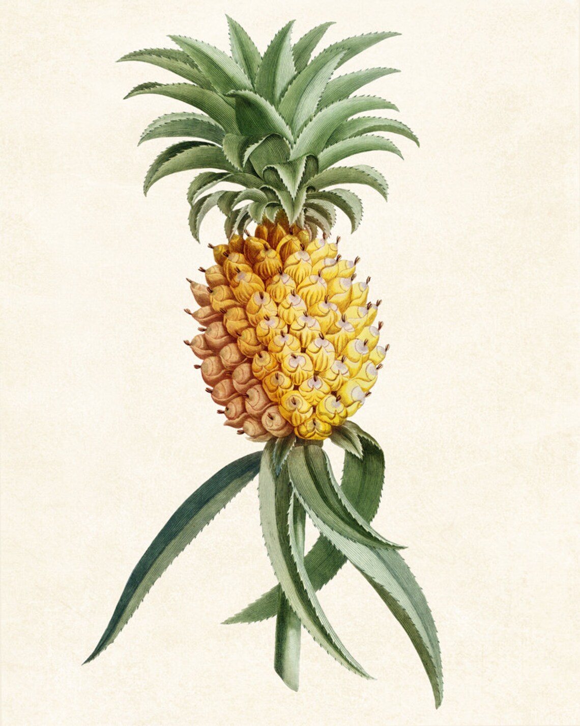 Pineapple Antique Fruit Illustration Art Print - Image 2