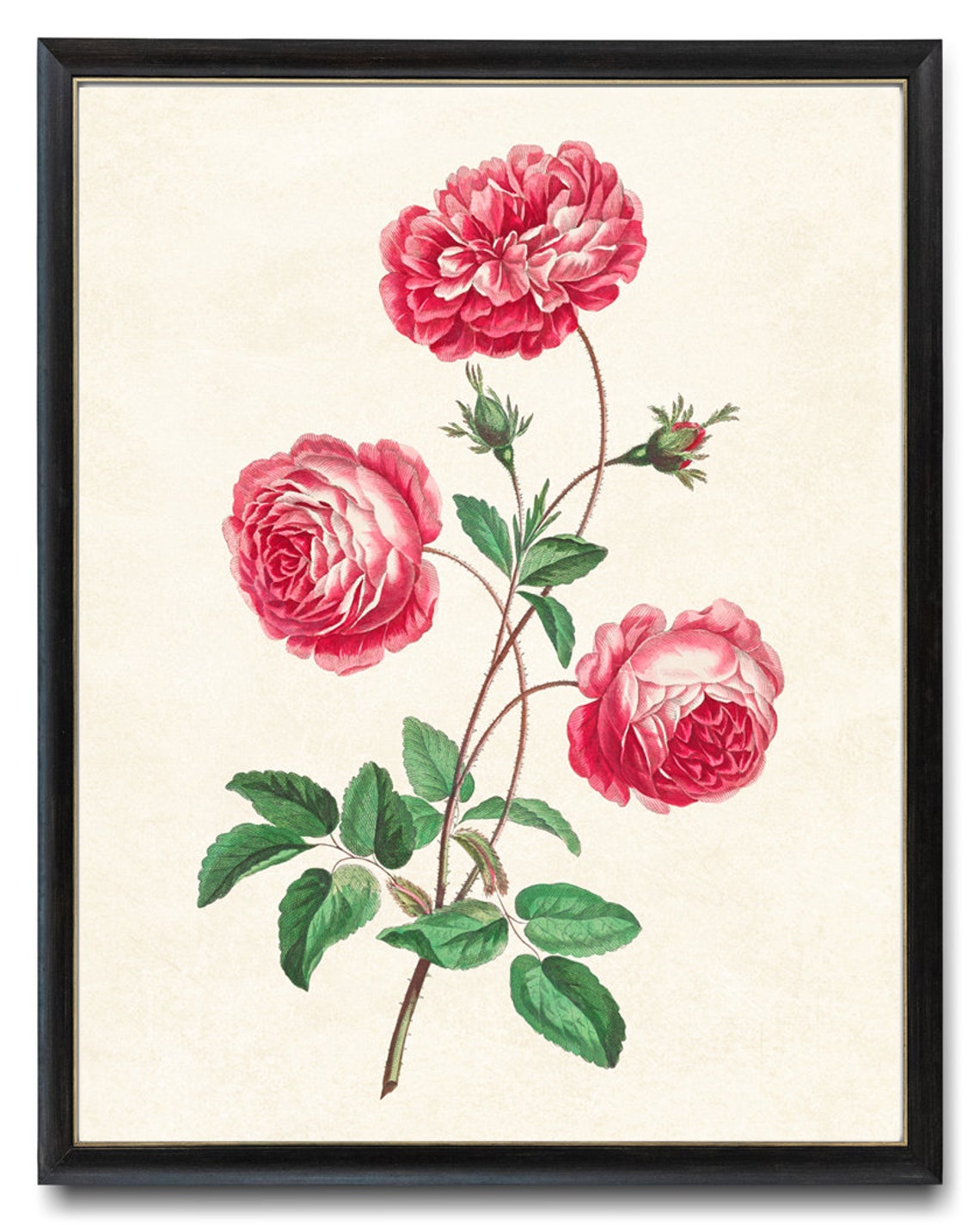 Antique Pink Provence Roses Botanical Illustration Rose Flower Poster