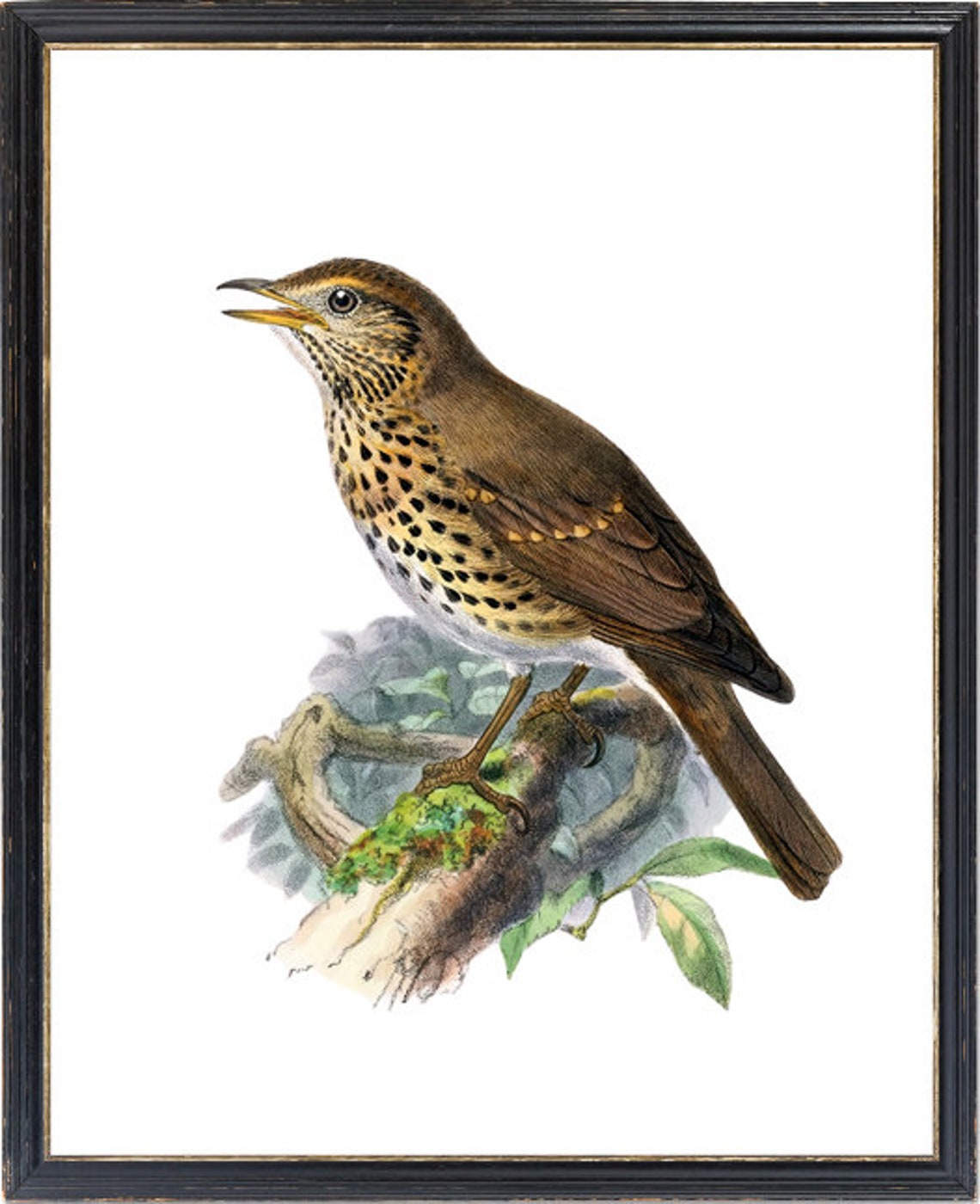 Song Thrush Singing Classic Antique Ornithological Bird Poster - Image 3
