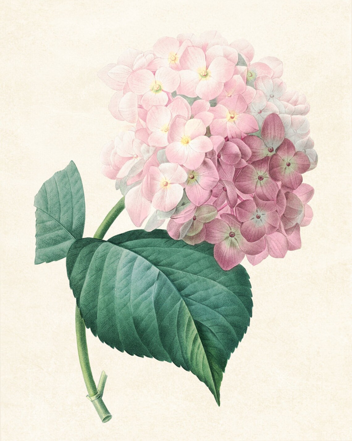 Pink Hydrangea Vintage Flower Illustration Art Print - Image 3