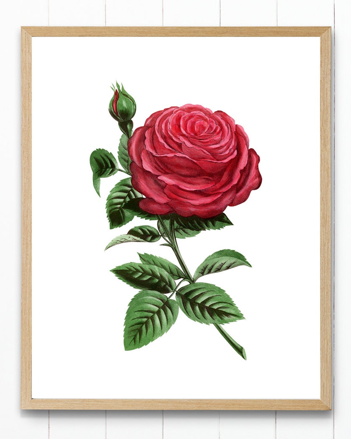 Classic Red Rose Single Bloom Vintage Botanical Illustration Poster - Image 2
