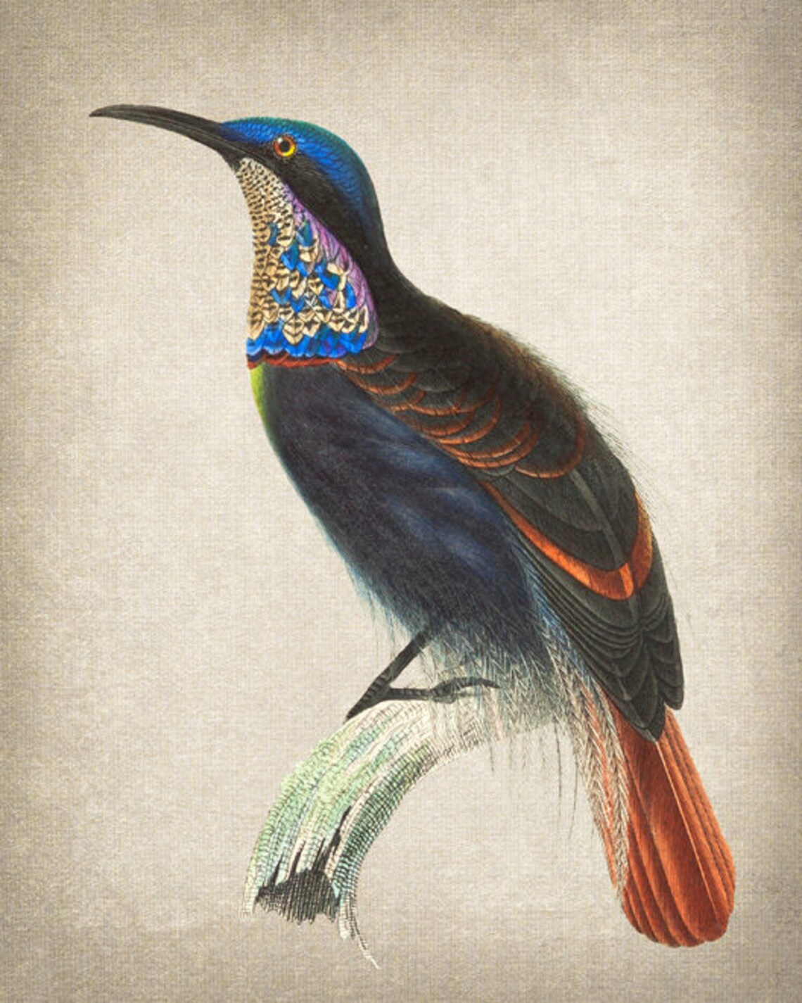 Magnificent Riflebird Vintage Ornithological Illustration Poster - Image 2