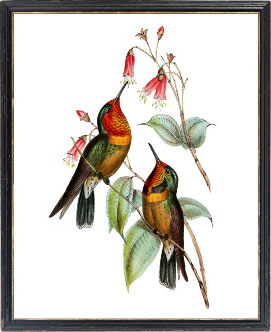 Pair of Coppery Hummingbirds at Red Blossoms Vintage Bird Poster - Image 3