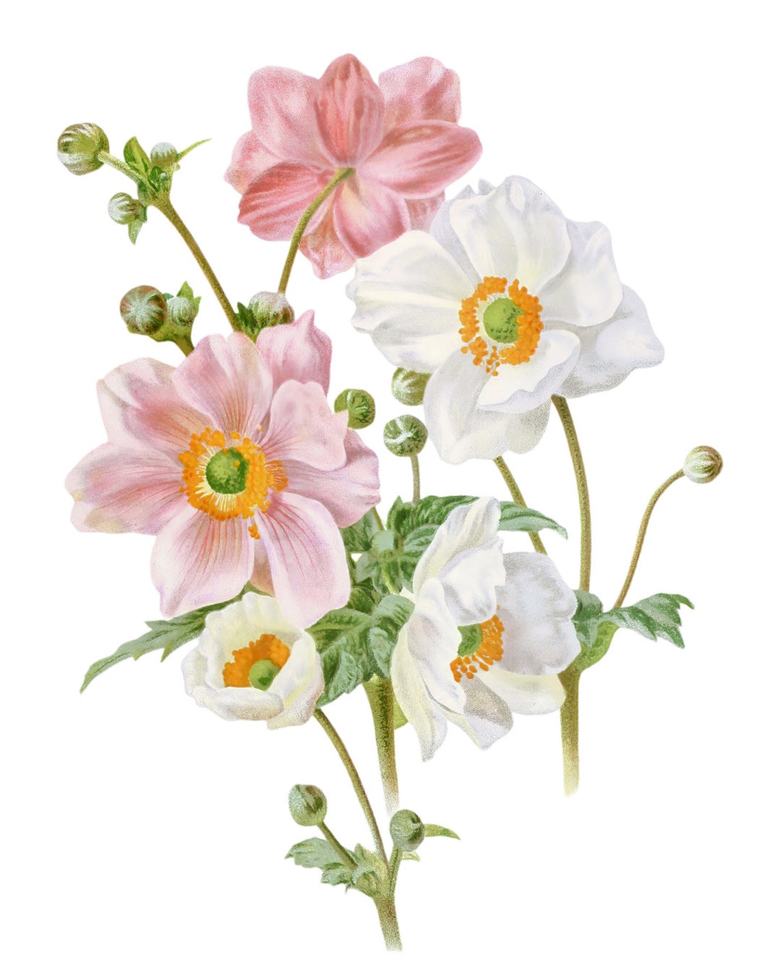 Pink and White Anemone Bouquet Vintage Botanical Flower Art Poster - Image 2