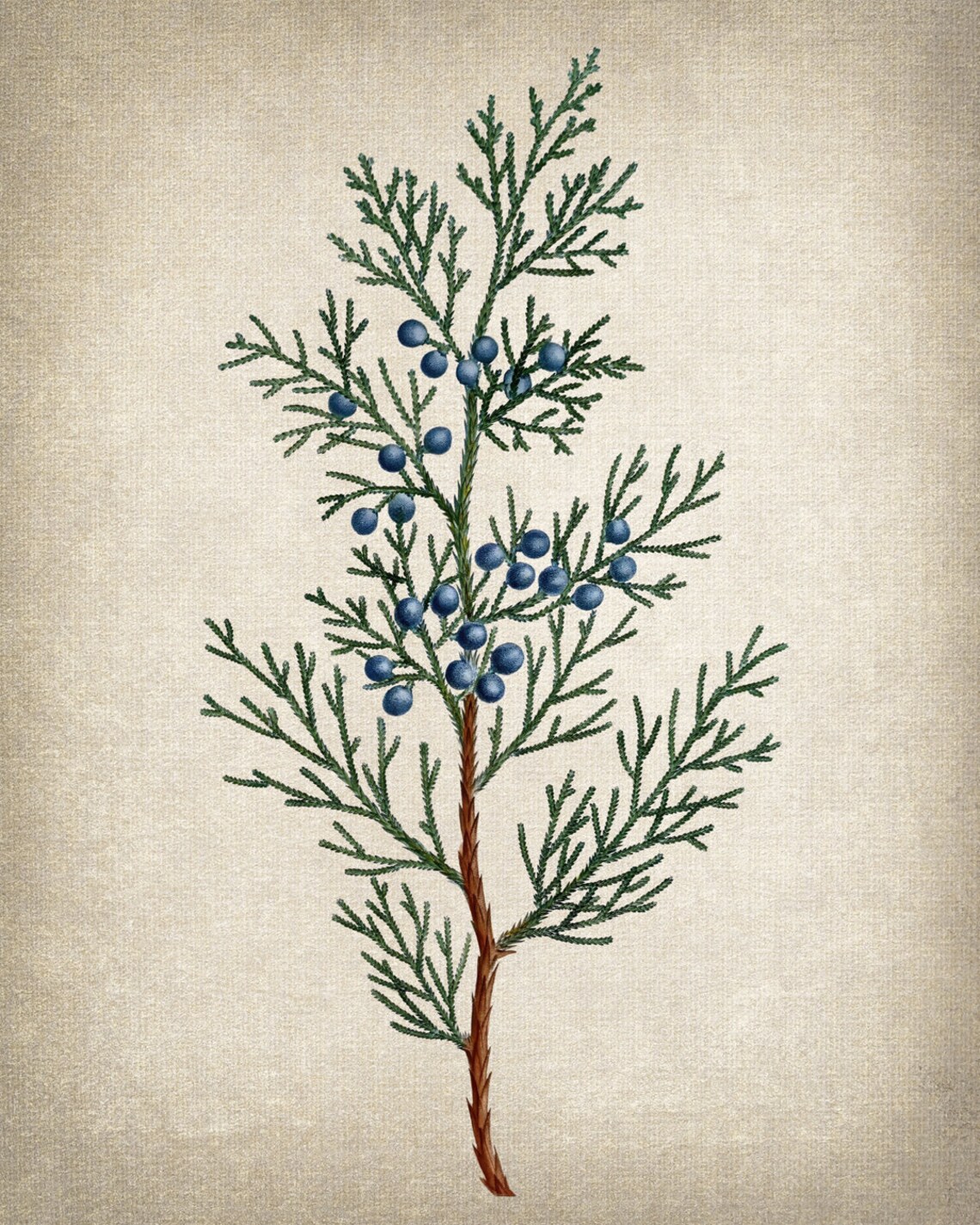 Virginian Juniper Vintage Illustration Art Print - Image 2
