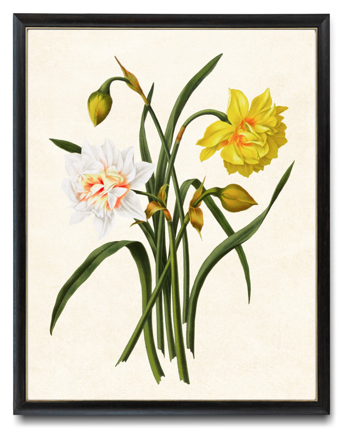 Spring Flowers Narcissus Hybrids Vintage Art Print