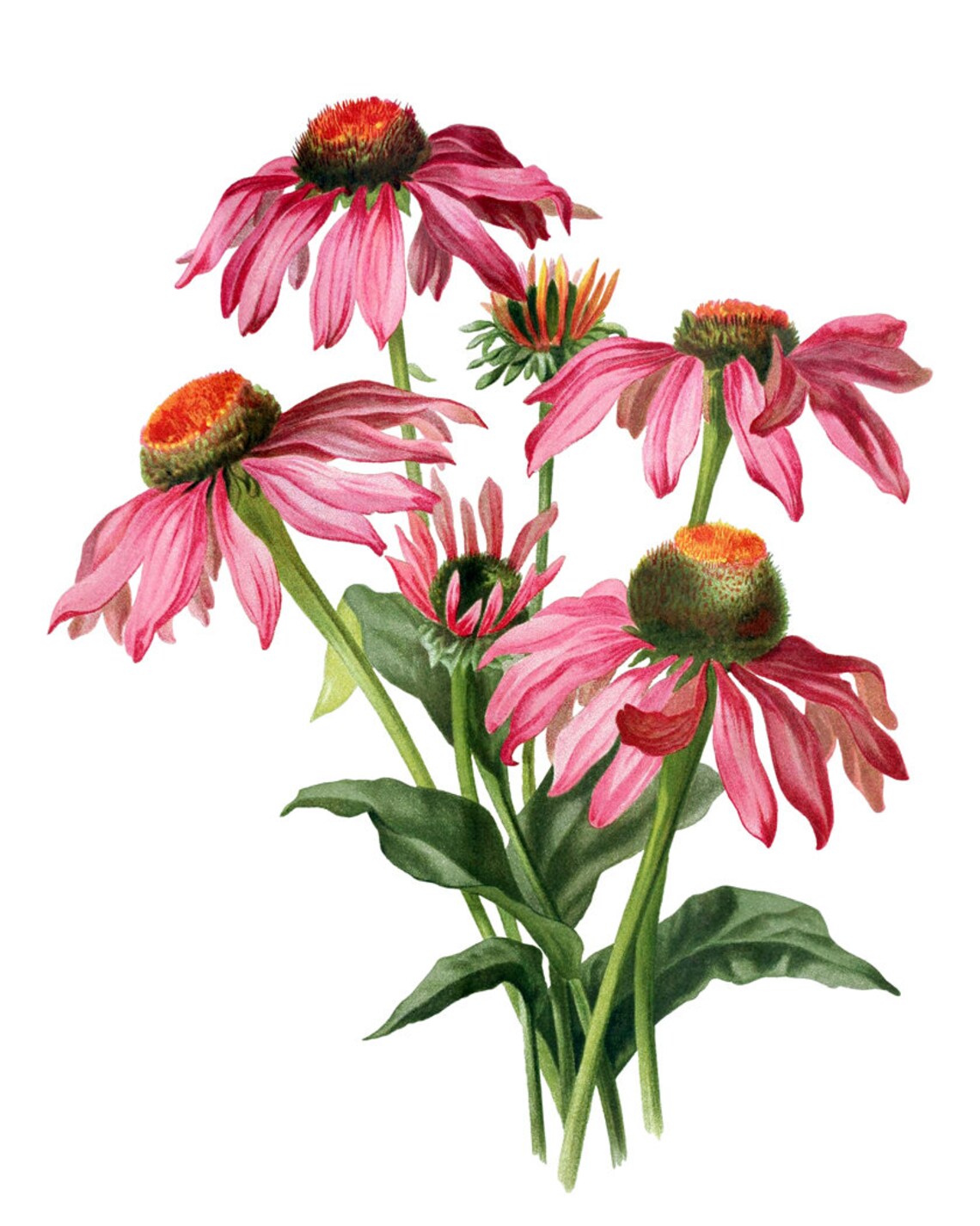 Pink Coneflower Vintage Flower Illustration Art Print - Image 2