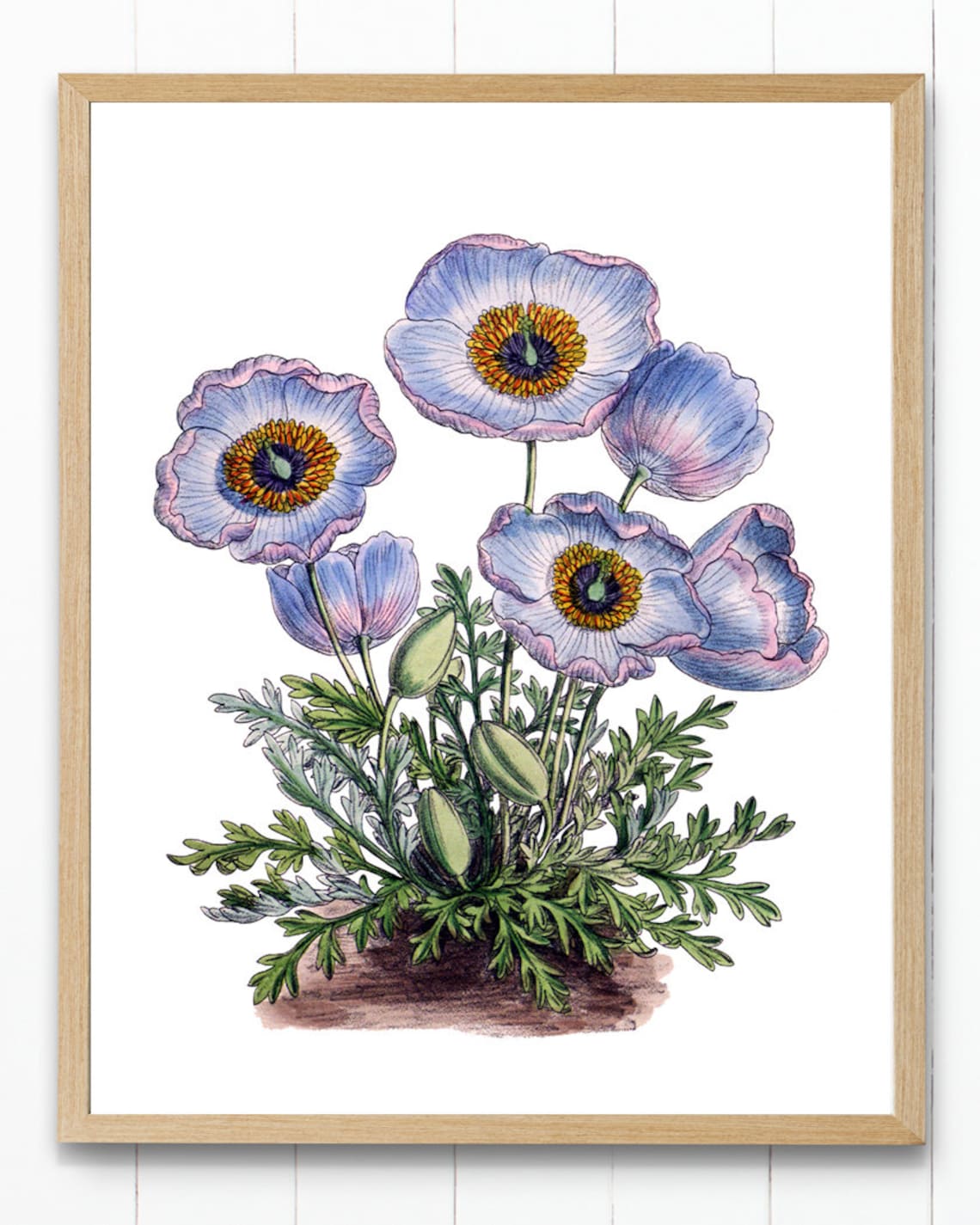 Blue Himalayan Poppy Blooms Grand Vintage Botanical Study Poster - Image 4