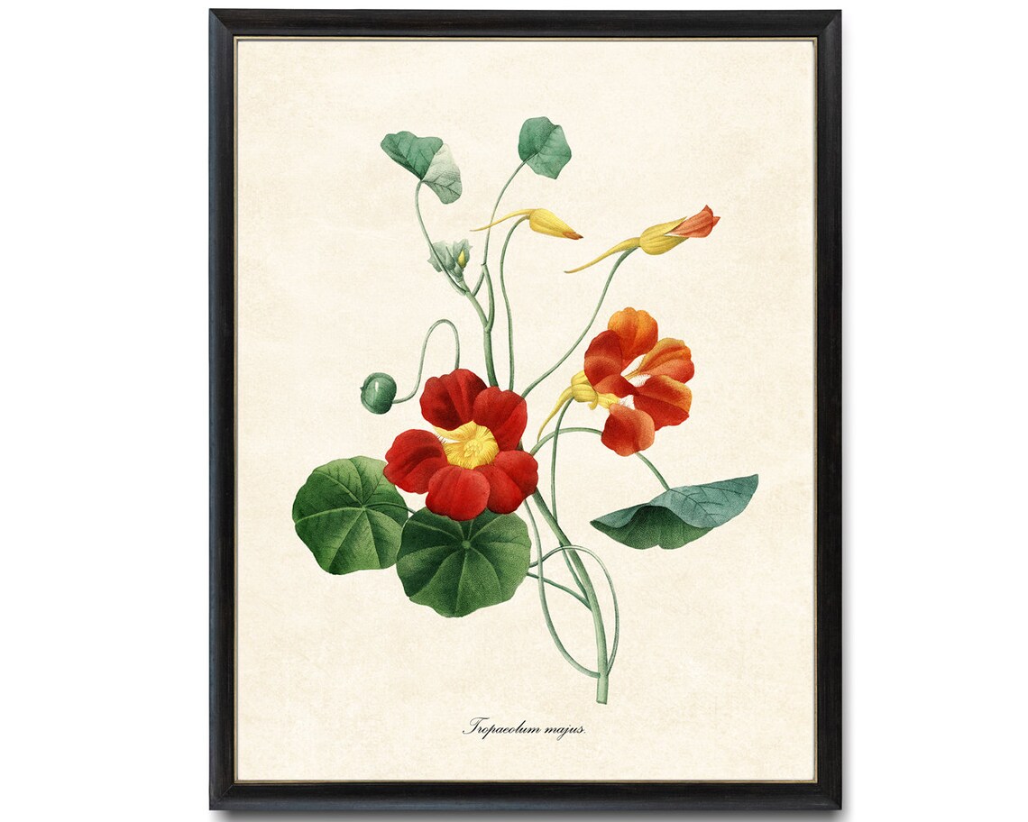 Orange Nasturtium Tropaeolum Majus Vintage Garden Flower Poster - Image 4