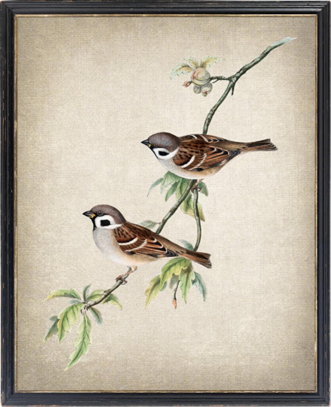 Sparrow Bird Tree Sparrows Antique Illustration Art Print