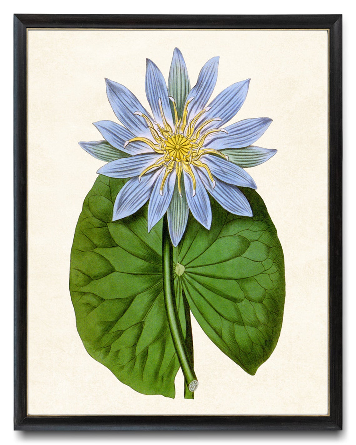 Blue Water Lily Bloom with Giant Green Lily Pad Botanical Poster Art