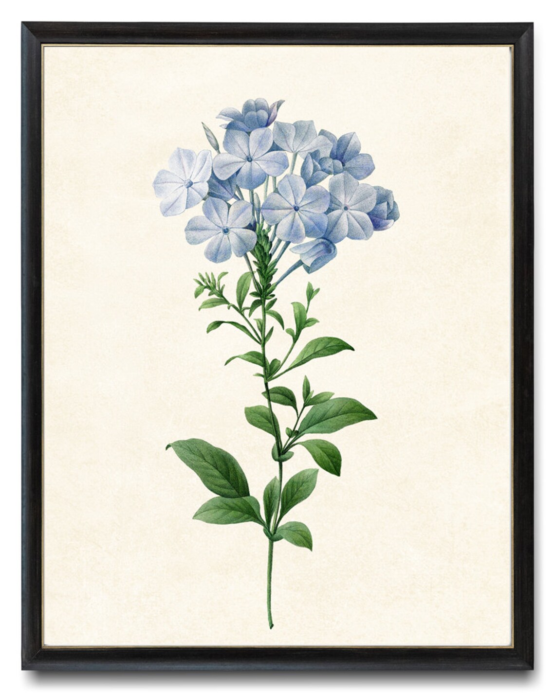 Blue Flower by P.J. Redouté, Vintage Botany Print
