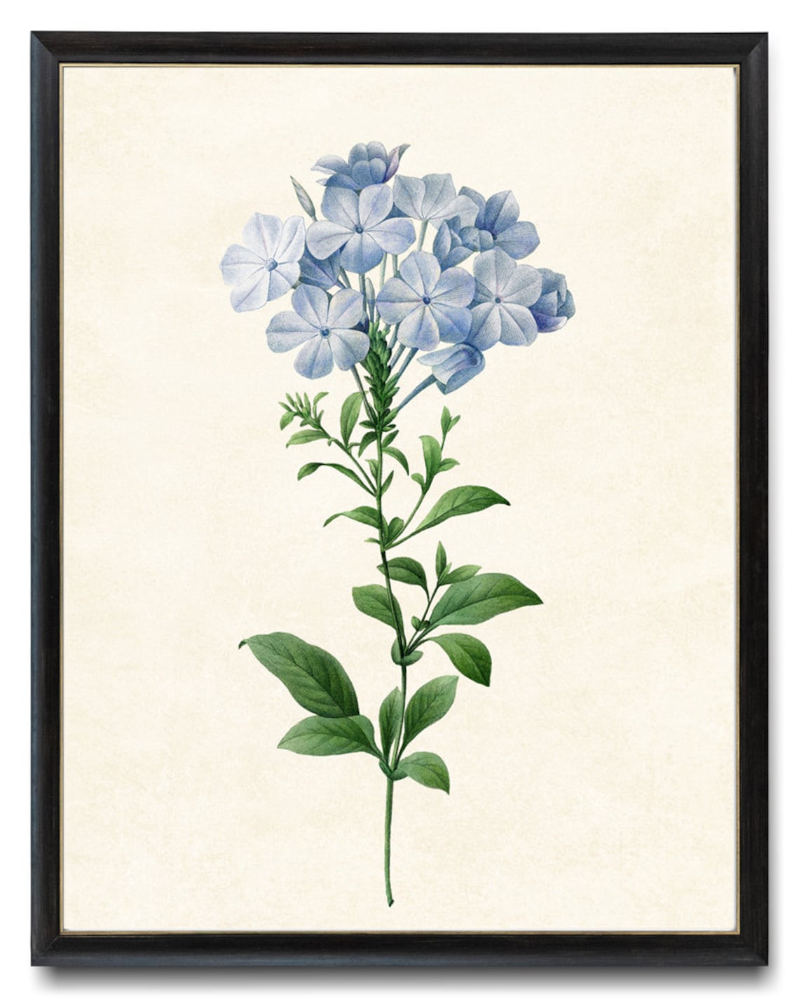 Blue Flower, Vintage Botanical Art Print