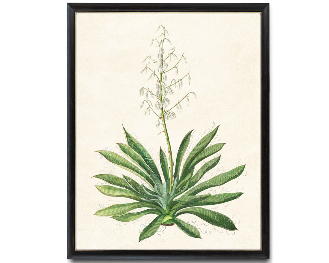 Antique Yucca Bloom Botanical Flowering Stalk Illustration Poster