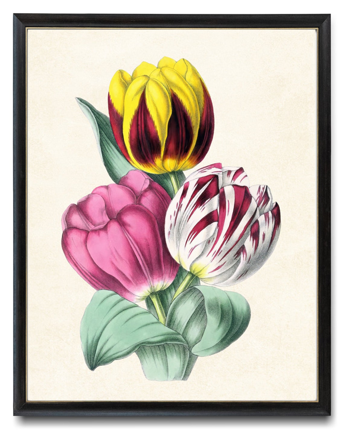 Trio of Colorful Spring Tulips Antique Botanical Flower Study Poster